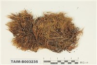 藏品(曲尾苔科)的圖片